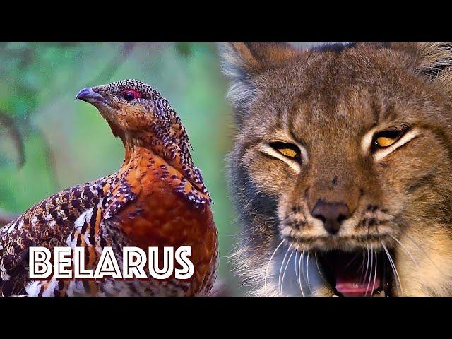 Belarus - the land of wild nature | Film Studio Aves