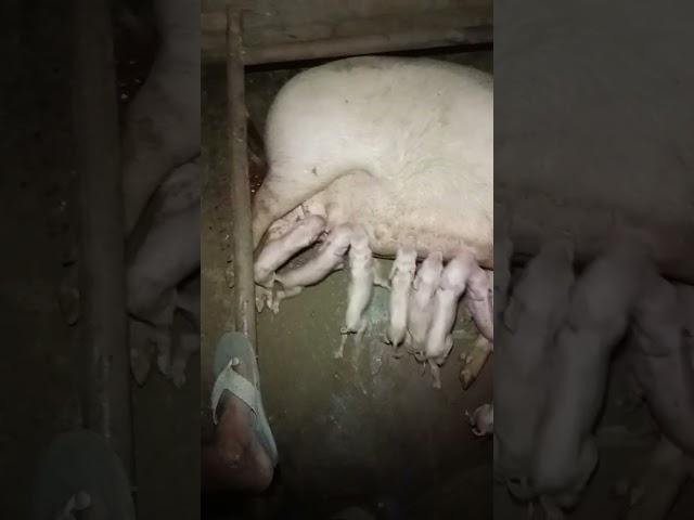 PS pig farm piglets #animal #pig #piglet #pigs azamagarh night dilwari,