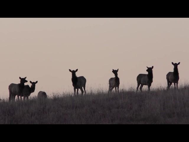 American Prairie purchases wildlife-rich Blue Ridge Ranch