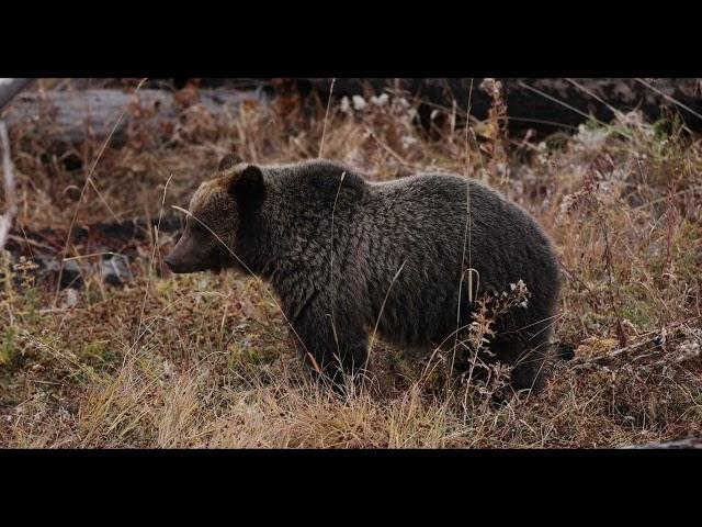 OldGuyDIY - Grizzly Bear Video Yellowstone National Park October 2021. Sow & Cubs