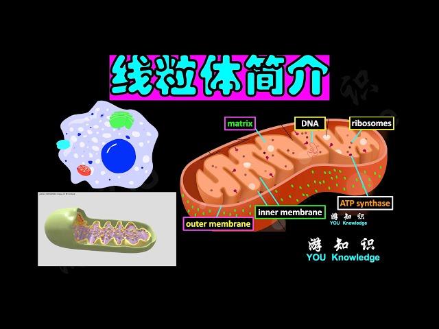 线粒体：细胞的动力源细胞器，参与细胞呼吸和能量代谢。