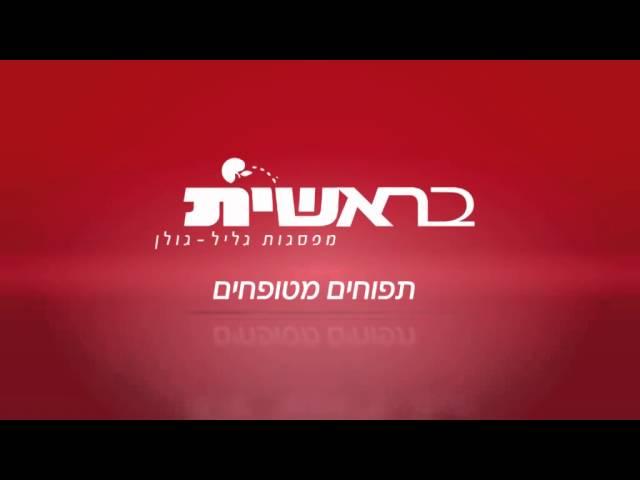 תפוחי בראשית