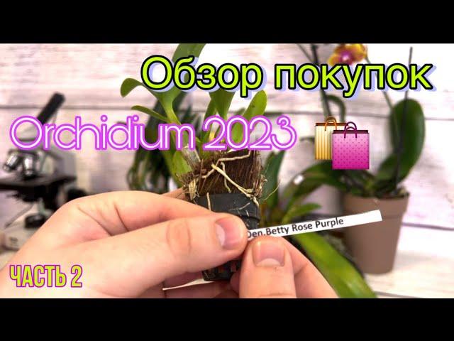 Обзор моих покупок на Осеннем Orchidium 2023 || Выставка орхидей в Москве ||Такого я не видел еще 