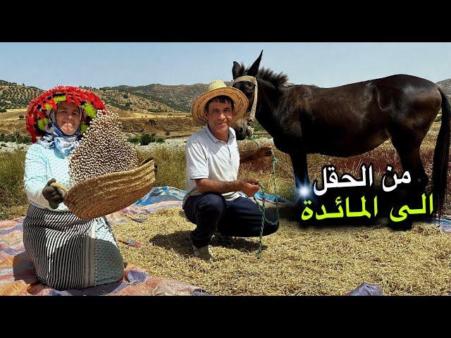 جمع محصول الحمص البلدي و طهيه مع الدوارة على نار الحطب