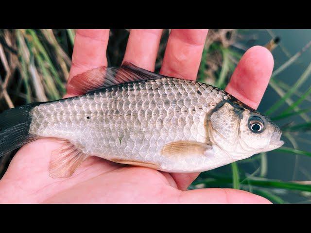 КАК ПОЙМАТЬ КАРАСЯ НА СПИННИНГ? Мормышинг весной на озере. Рыбалка на ультралайт.