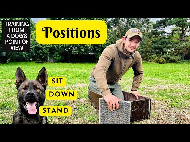 Sit, Down, Stand - How To Training Positions for Dogsports *ReUp*