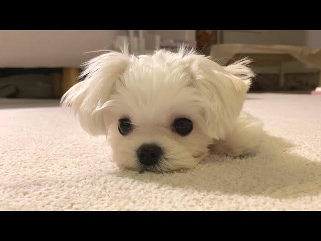 [ENG] 고래 싸움에 새우 등 터질뻔한 새끼강아지🫣 A cute puppy's daily life