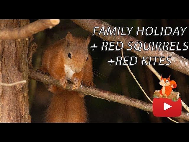 RED SQUIRRELS, RED KITES ,on a family holiday, NO WAY!  WILDLIFE PHOTOGRAPHY, NATURE PHOTOGRAPHY.