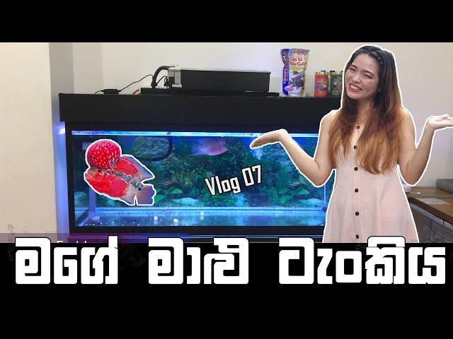 මගේ මාළු ටැංකිය | My Fish Tank | Binkly Vlogs