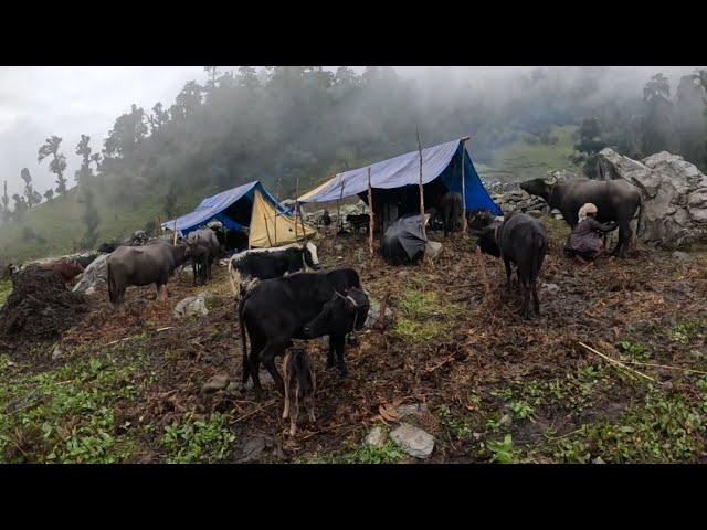 Naturally Nepali Himalayan Village Life|Rural Nepali Village||Most Relaxing Shepherd Life|Rural Life