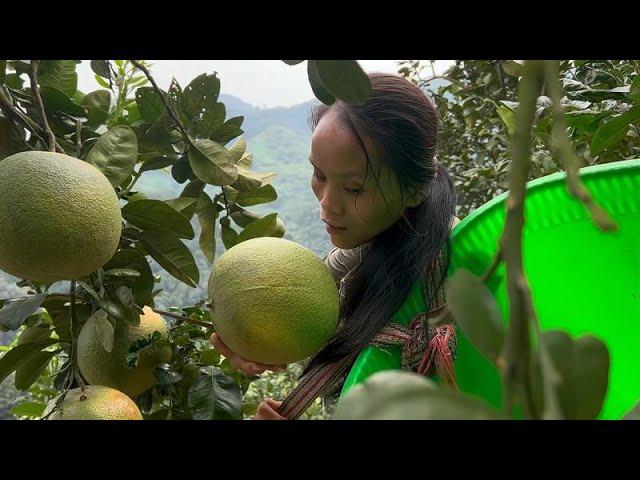 Today  I took my children to the mountain to pick jade  green skin and red heart pomelo.