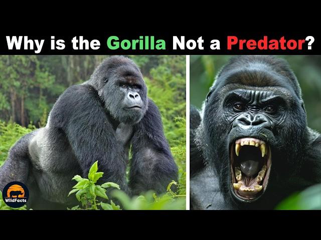 This is Why a Strong Gorilla is Not a Predator