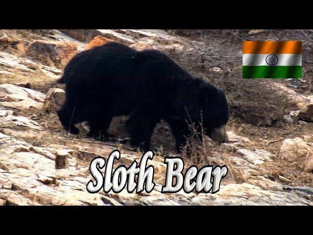  Sloth Bear (Ranthambore) 