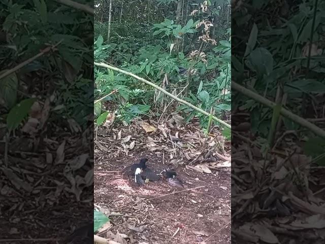 MURAI BORNEO Terkena Pulut Masih Tetap Gacor