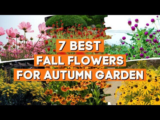 7 Best Fall Flowers to Liven Up Your Autumn Garden With Bright Colors  ️