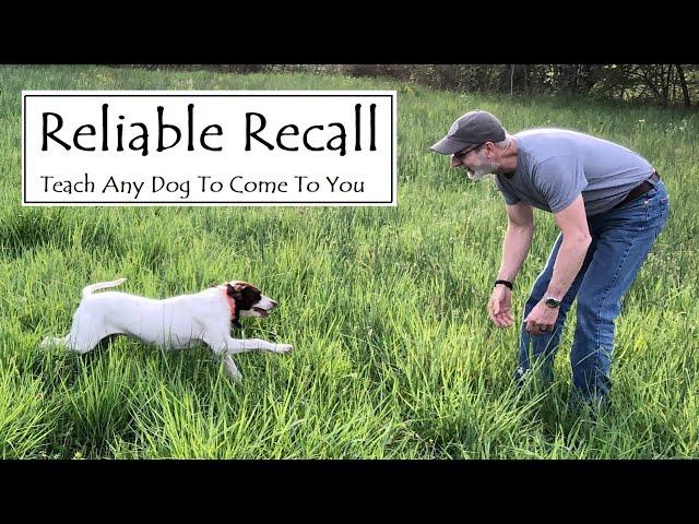 Dog Training:  Reliable Recall. Teach any dog to come to you.