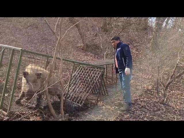 보급형 멧돼지 포획틀에 정초에 큰늠입성 (문의 010 4003 5284