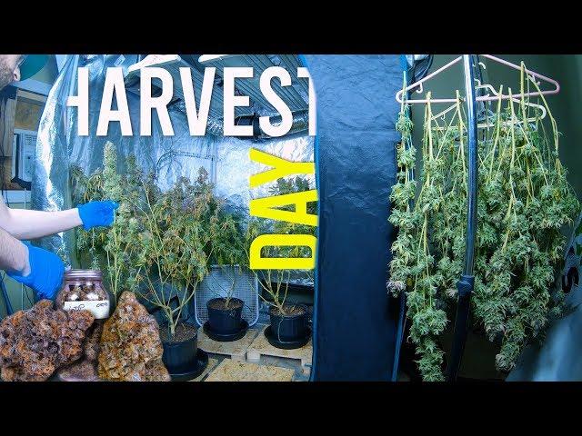 FULL START TO FINISH GROW JOURNAL: VEG, FLOWER, HARVEST