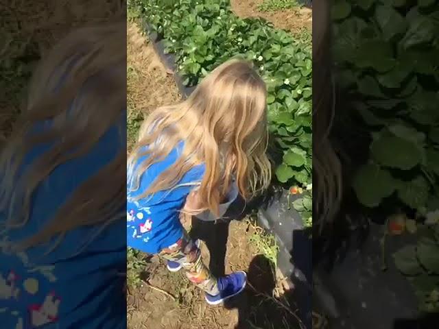 Lily picking strawberries for the first time