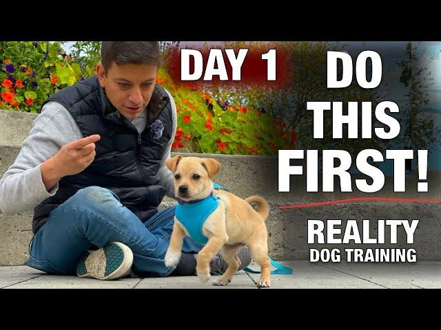 How to Train the FIRST 5 THINGS to ANY Puppy! Reality Dog Training