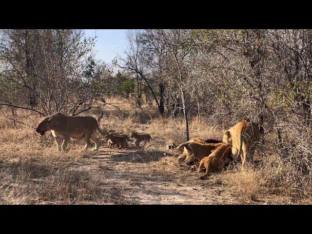 Ntsevu Pride Lionesses with Cubs on Wildebeest Kill | 17 July 2024