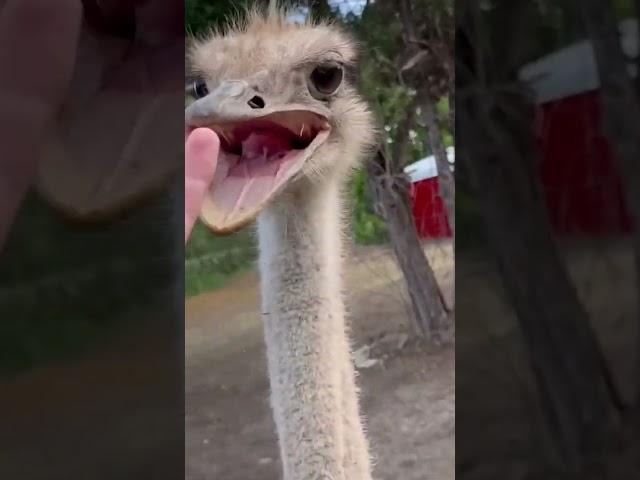 A Rare Friendly Ostrich