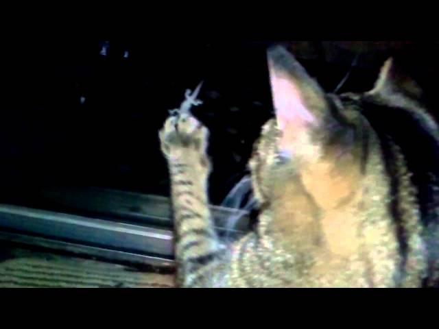 The Lizard and The Cat