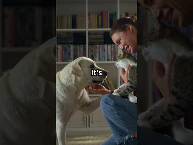 The Future of Pet Sitting: A Billion-Dollar Industry! #petsitting #future #petcare