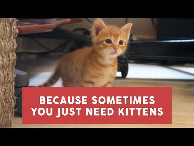 because sometimes you just need kittens.