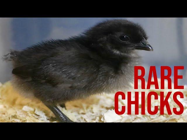 RARE CHICKEN BREEDS │ First HARVEST of the YEAR