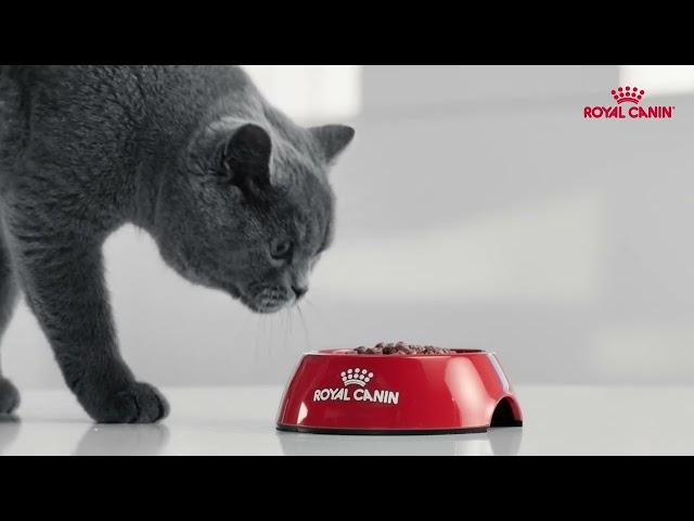 Royal Canin Kitten Growth Program ft. British Shorthair