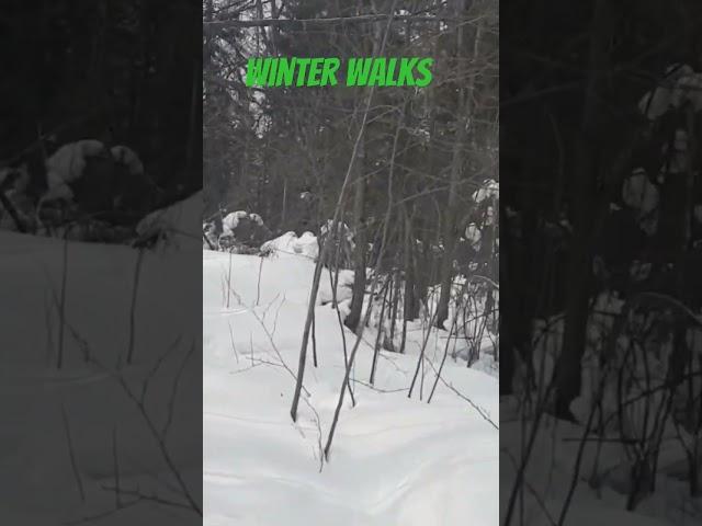 winter walks