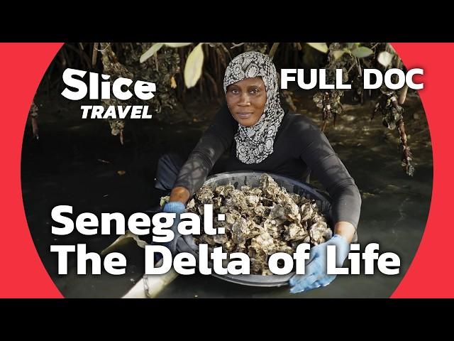 Senegal: For a Sustainable Mangrove | SLICE TRAVEL | FULL DOC