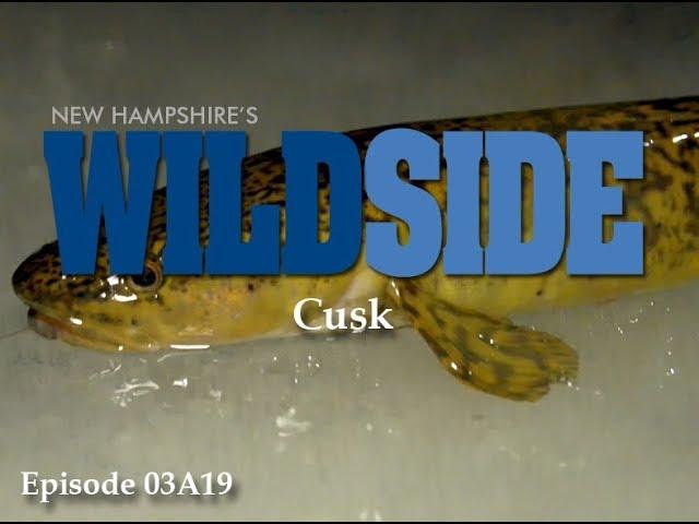 NH's WildSide - Cusk