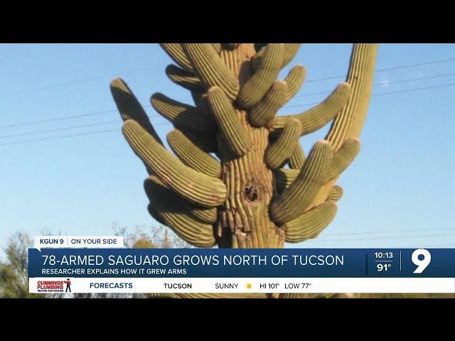 How did a saguaro get 78 arms?