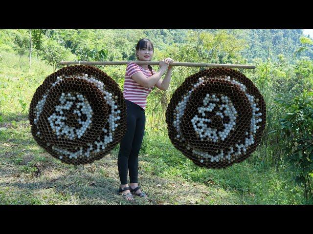 Harvesting giant cabbage wasp pupae for sale