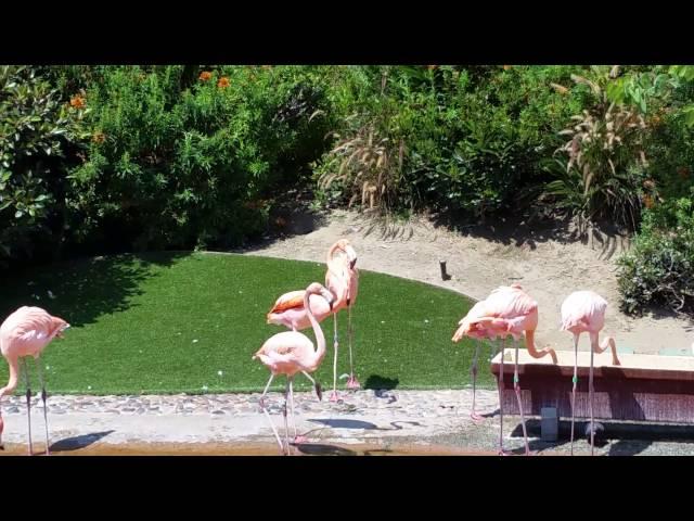 Flamingo behavior at Seaworld San Diego