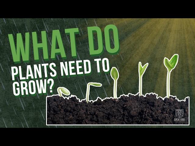 When to Start Tomato Seeds Indoors | What Plants NEED to Grow