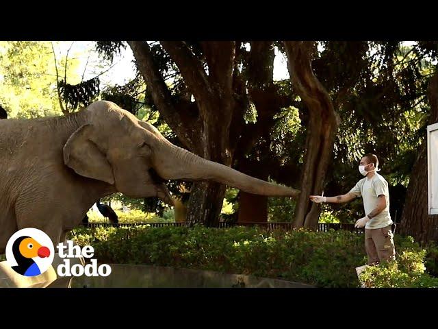 Two Elephants Freed From Concrete Pit After 20 Years | The Dodo Comeback Kids