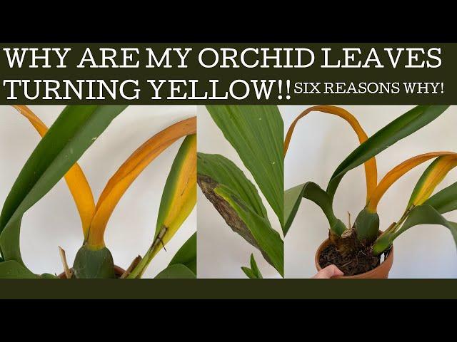 Why are my orchid leaves turning yellow!? Six reasons why - not all are bad! - and what to do!