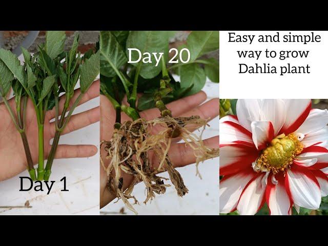 How to grow dahlia flower | Dahlia Propagation from cuttings | how to grow dahlia from cutting