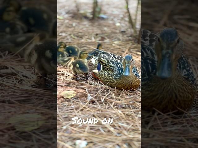 It’s so cool to be able to watch these young ducks grow up! #ducks #duckhunting
