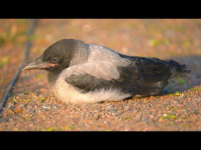 Sleepy Baby Hooded Crow Fledgling Just Can't Stay Awake [4K]