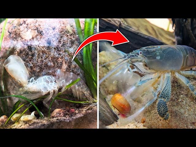 Vampire Shrimp  Witness Their Incredible Molting Process!