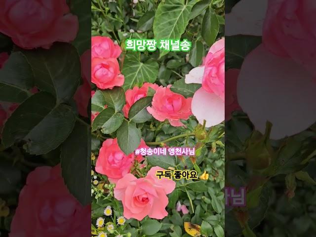 #희망짱 tv #채널송 # 청송이네 앵천사님 #유미유미