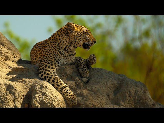 The Okavango Delta, Botswana - &Beyond Luxury Tented Camp Safari Experience.