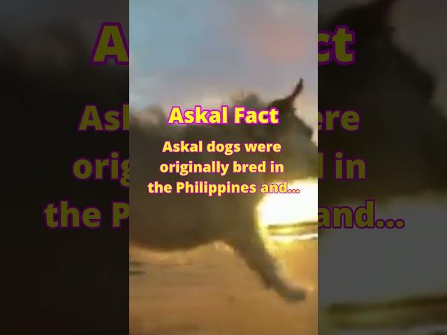 Askal Fact 20