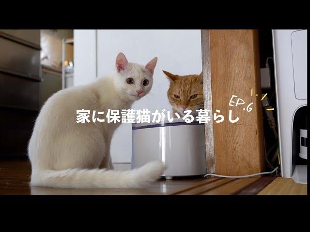 【保護猫がいる暮らし】多頭飼いの良し悪しを考えてみる。一番嬉しかった事は、やっぱりこれ。