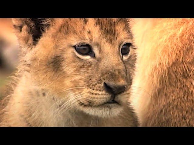 Day In The Life Of A Lion Pride | Little Big Cat | BBC Earth Kids