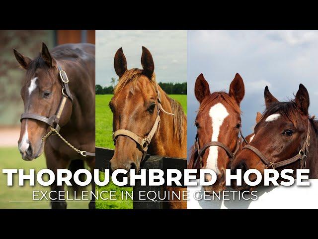 Thoroughbred Horse Breeding: Excellence in Equine Genetics@secret_animals